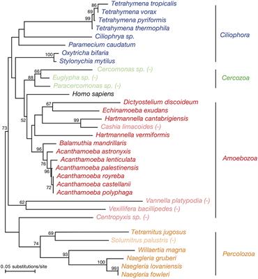 From Many Hosts, One Accidental Pathogen: The Diverse Protozoan Hosts of Legionella